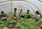 山东沂蒙西瓜基地批发市场上市大量西瓜
