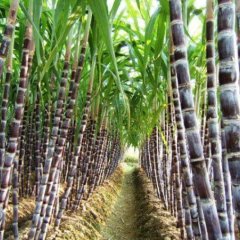 大量黑皮甘蔗上市 一分钱代办费