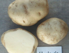 现有100吨早大白土豆种出售，有意者请联系