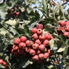 潍坊优质山楂 电话 13475698102