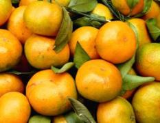 大量供应山区优质柑橘！！！