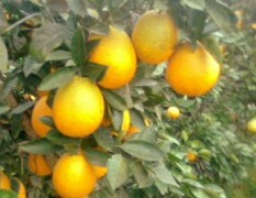 四川省蓬安县大量出售锦橙子百号