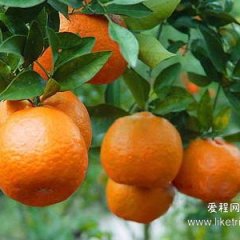 潮州柑供应 2012-03-02更新