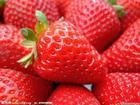 属果农直接供应绝无二道工序新鲜草莓