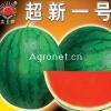山东有籽.无籽西瓜大量热销