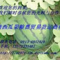 陕西澄城旱地非嫁接西瓜成熟上市