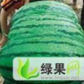 安徽砀山西瓜甜瓜以大量上市