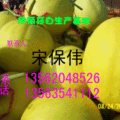 优质伊丽莎白甜瓜现已大量上市