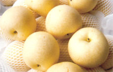 安徽大量供应各种早梨