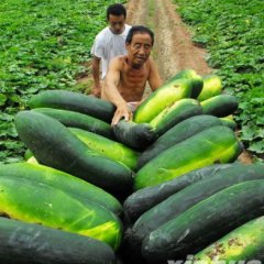 河南太康大量冬瓜上市了