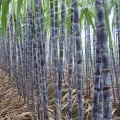 需购黑皮蔗首选广东韶关翁源