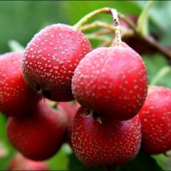 临沂优质山楂200吨低价出售