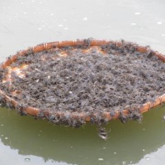 上海市崇明蟹苗销售基地