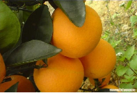 高品质柑橘产地请选怀化洪江市岩垅乡-品种齐全