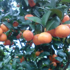 沙糖桔、皇帝柑、红江橙、龙门年桔大量供应