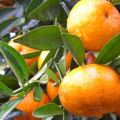 大量供应年桔（小叶桔）、马水桔