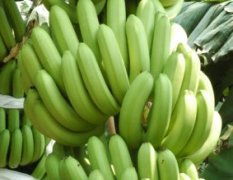 供应优质香蕉、粉蕉