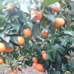 沙糖桔，年桔，阳山桔大量供应