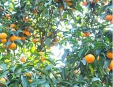 潮州柑橘 大量供应 欢迎来电洽谈