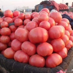 大量供应各种西红柿