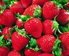江苏邳州港上草莓基地供应优质新鲜草莓