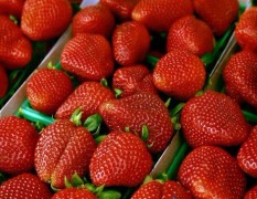 江苏邳州优质草莓基地