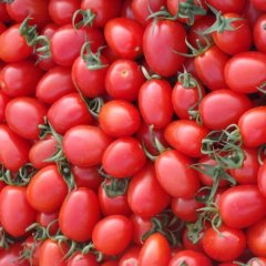 供应海南小番茄