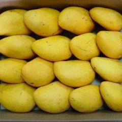 供应海南台农芒果