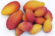 供应海南贵妃芒果