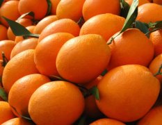湖北兴山有大量柑橘供应