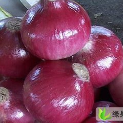 通许万亩洋葱基地 代办刘坤