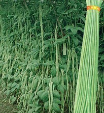 供应大量新鲜豆角