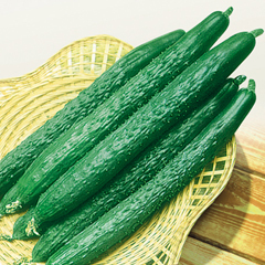 山东省惠民县黄瓜西红柿供应