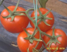 山东海阳硬粉，大红西红柿。