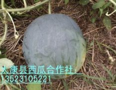 供应黑无籽西瓜——太康县西瓜合作社