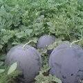 河南太康芝麻洼西瓜大量上市、、