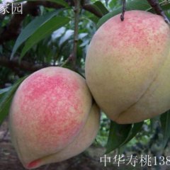山东蒙阴中华蜜桃第一镇岱崮万亩蜜桃基地成熟大量供应