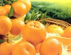 福建建瓯盛产优质柑橘，低价批售0.8元/斤