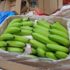 广西优质基地香蕉