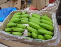 广西优质基地香蕉