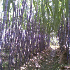 大量优质土炮甘蔗批发