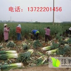 河北保定蠡县小陈乡大葱协会欢迎您