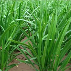 大量优质韭菜供应