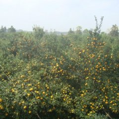 大量出售南丰蜜橘