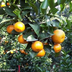 汕尾市海丰县香甜柑橘