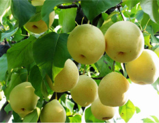 陕西礼泉县现有大量酥梨出售