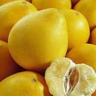 重庆长寿区大量柑橘，沙田柚，夏橙销售 寻长期稳定