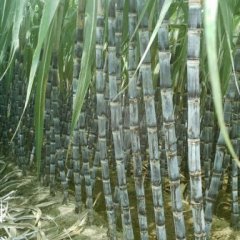 直销农户黑皮甘蔗