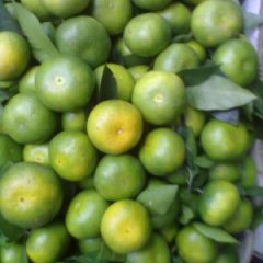 盘溪特早熟蜜橘