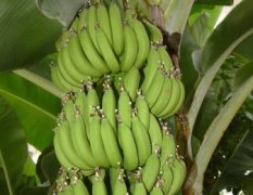 长期代购本地香蕉